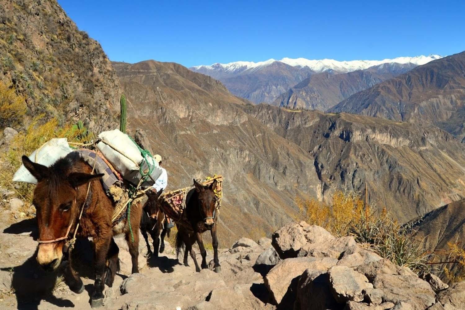 COLCA TREKKING